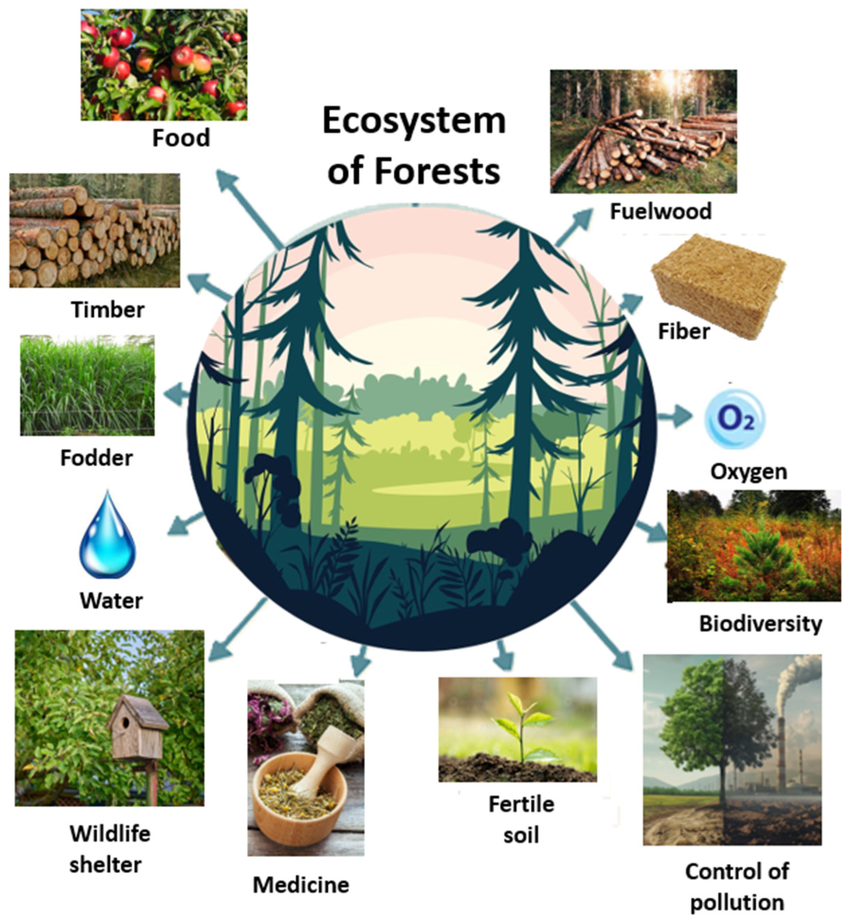 the forest ecosystem